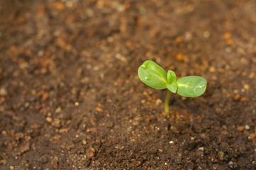 大地の恵み 始まりの第一歩の種子の発芽。農園で土から蒔いた小さな生命が誕生しました。