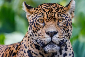 Foto op Plexiglas Jaguar looking at camera in Pantanal, Brazil © Aide