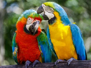 Keuken foto achterwand Rio de Janeiro Two Parrots kindness - colorful tropical birds Pantanal, Brazil