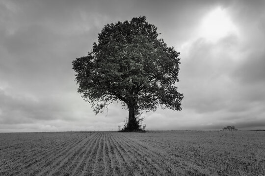 Black and white Lonely tree southern Brazil
