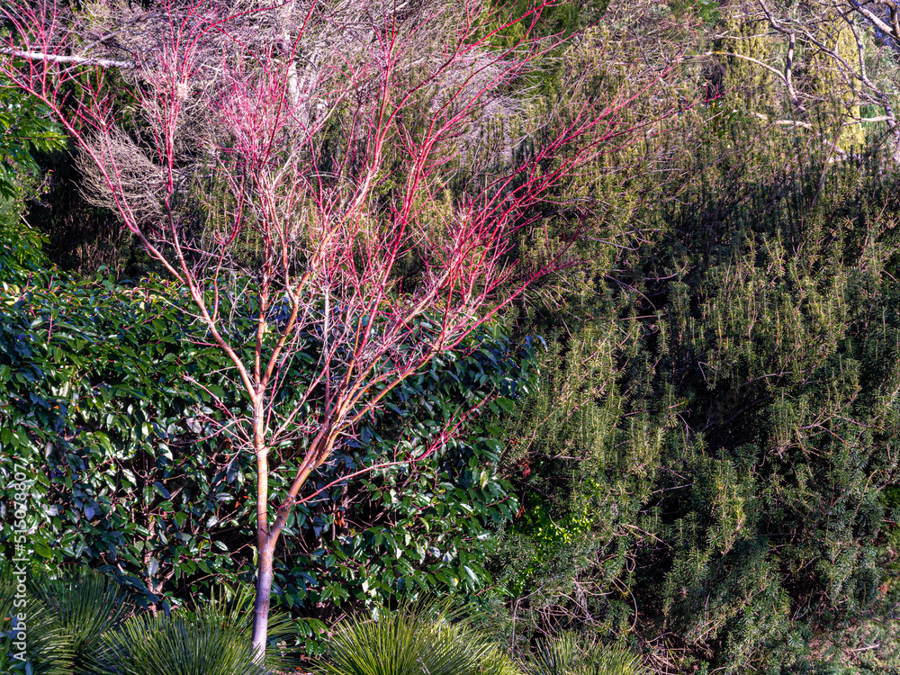 Wall mural Red Tree