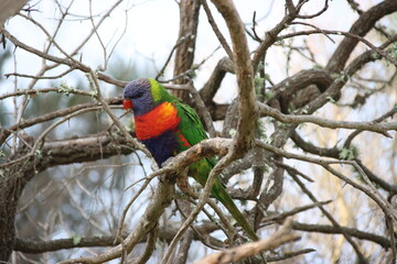 Rainbow Lorikeet (Trichoglossus haematodus), Loch Sport, Central Gippsland, Victoria, Australia.