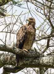 Brambleberry Tours Serengeti Safari 2021 - Serengeti, NgoroNgoro, Ndutu - East African Wildlife
