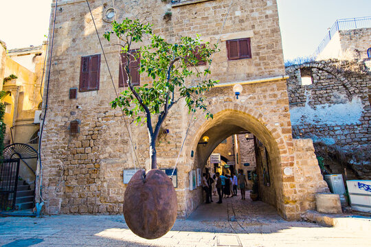 The suspended orange tree in Jaffa, Israel