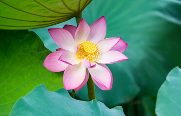 lotus flower blooming in summer pond with green leaves as background - obrazy, fototapety, plakaty
