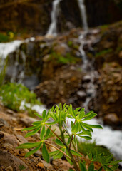 Leaves of a plant in front of waterfall streams in Iceland