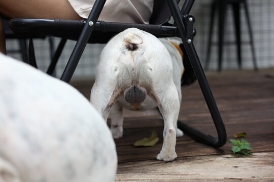 The French bulldog's butt is looking for something under the chair.