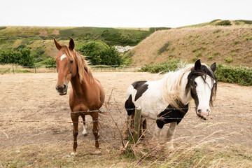 Two horses in a fenced area