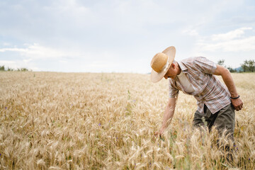 one man senior male farmer standing in the wheat golden yellow agricultural field checking grain quality in sunny day wear straw hat and mustaches real people copy space front view © Miljan Živković