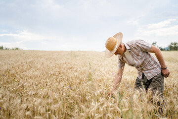 one man senior male farmer standing in the wheat golden yellow agricultural field checking grain...
