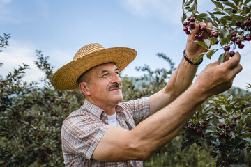 one man senior caucasian male farmer in the cherry orchard picking harvest ripe organic fruit in...