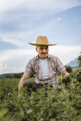 one man senior caucasian farmer checking alfalfa Medicago sativa lucerne plantation in summer day...