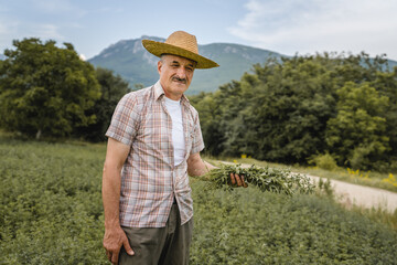 one man senior caucasian farmer checking alfalfa Medicago sativa lucerne plantation in summer day...