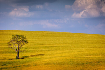 Lonely tree in pampa countryside at sunny day southern Brazil