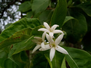 The botanical name of Manjanathi is Morinda tinctoria. He is called Noni.