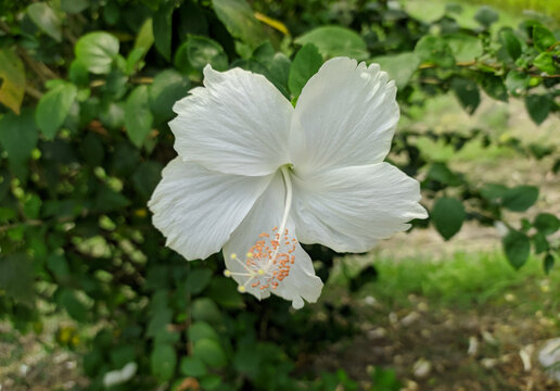 White Hibiscus rosa-sinensis, known colloquially as Chinese hibiscus or China rose or Hawaiian hibiscus at garden in Bangladesh. Selectively focused
