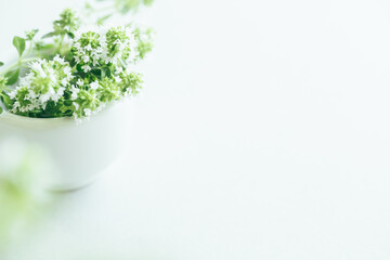 ハーブ　植物　背景　ナチュラル