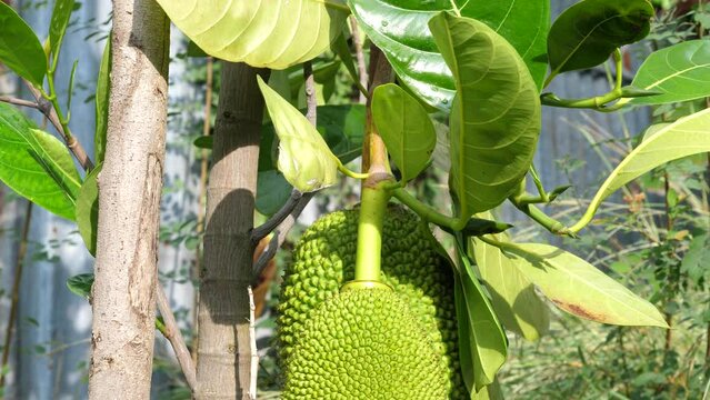 Raw green Jackfruit on jack tree in garden nature background. Concept of agriculture, tropical fruits.