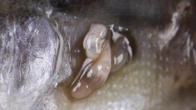 Study of Clinostomum sp. under microscope view in laboratory.