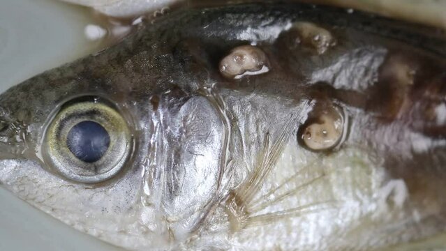 Study of Clinostomum sp. under microscope view in laboratory.