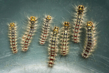 The larvae, or caterpillars, of gypsy moth (Lymantria dispar). Mature gypsy moth larva.