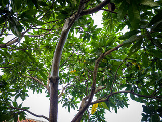 Tree background with green leaves in the photo from above