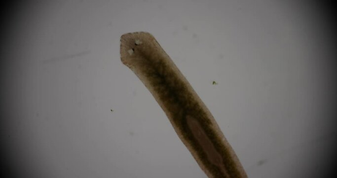 Planarian parasite (flatworm) under microscope view.