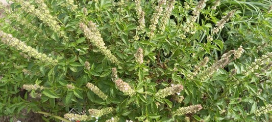 Lemon Basil or Ocimum africanum. In Indonesia, this plant is called "kemangi"