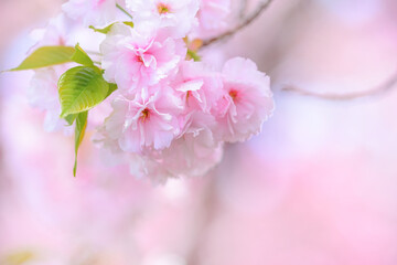 ピンクの桜
