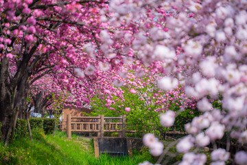 ピンクの桜