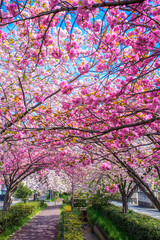 ピンクの桜