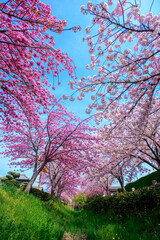ピンクの桜