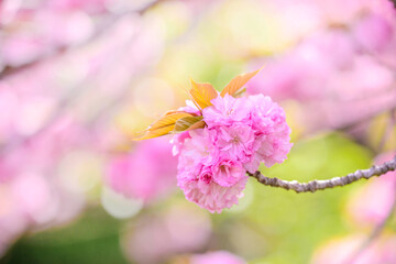 ピンクの桜