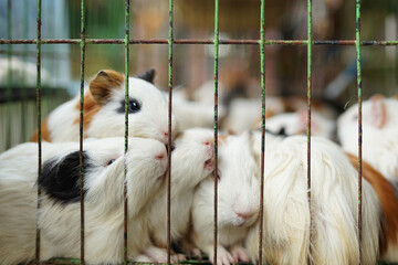 Fototapeta premium mammals, a collection of cute colored guinea pigs in a cage