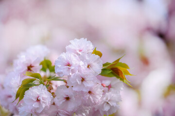 ピンクの桜