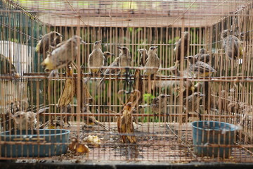 asian birds, trucuk birds in groups in a cage being dried in the sun