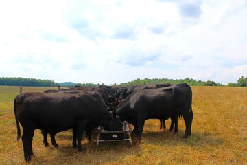 cows in the field