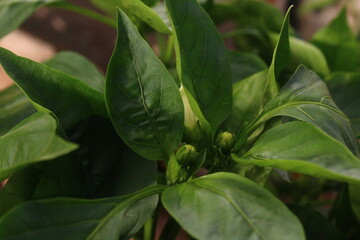 Green bell pepper's leaves  on vegetable garden bed