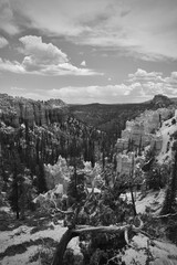 Bryce Canyon Monotone