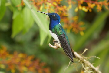 Colibri péruvien bleu et vert perché sur une branche