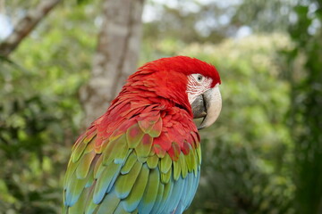 bright red green and blue macaw taken from the back