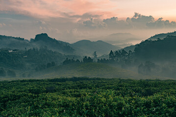 A sunrise view from Ooty hills and tea plantations filled with mist and fog