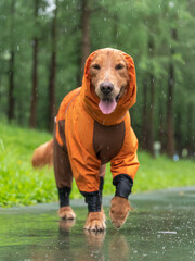 Golden retriever dog walking outdoors in raincoat on rainy day