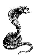 Angry cobra snake. Ink black and white drawing
