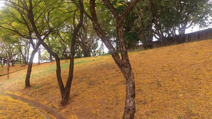 Fototapeta premium vineyard in autumn