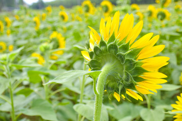 Sunflower field and blurry background in Thailand garden