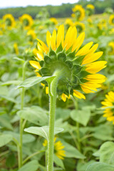 Sunflower field and blurry background in Thailand garden