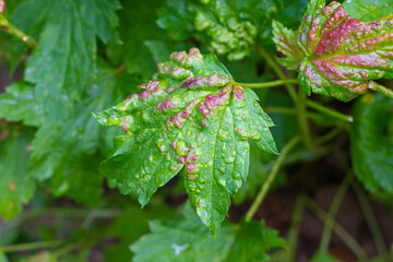 Gallic aphid on the leaves of red currant. The pest damages the currant leaves, red bumps on the leaves of the bush from the parasite disease