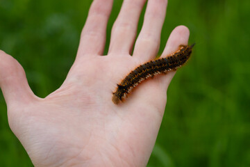Caterpillar on the palm of a person, a hairy insect, a large black, brown, orange caterpillar crawls on the fingers on the hand on a green background of leaves in summer