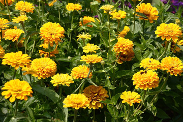 Sunny summer day.In a flower bed in a large number yellow zinnias grow and blossom.